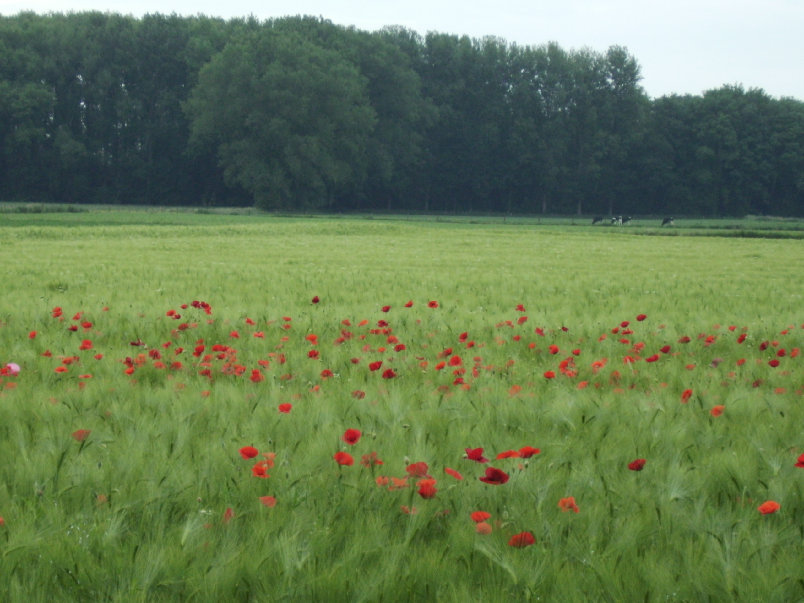 Erster Nachhaltigkeitstag in Grefrath